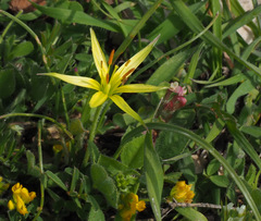 Gagea commutata