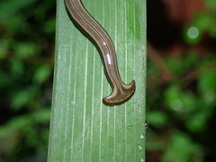 Bipalium kewense
