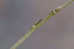 Salix × speciosa