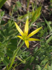Gagea commutata
