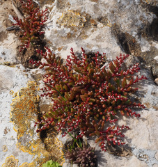 Sedum microcarpum