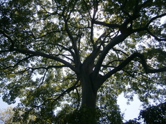 Ceiba trischistandra