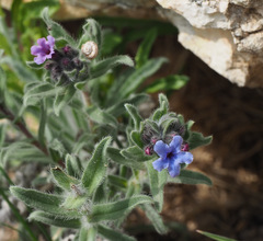 Alkanna strigosa