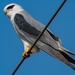 Black-winged Kite - Photo (c) Daniel Liepack, some rights reserved (CC BY-NC), uploaded by Daniel Liepack
