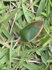 Edessa rufomarginata