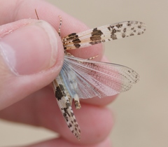 Trimerotropis pseudofasciata