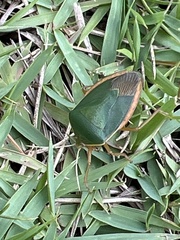 Edessa rufomarginata