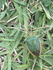 Edessa rufomarginata