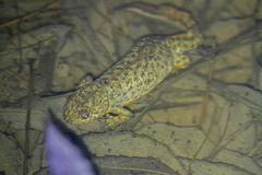 Triturus karelinii