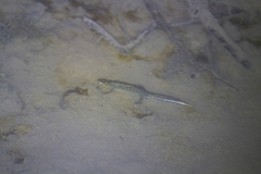 Triturus karelinii