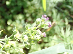 Cynoglossum officinale