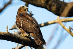 Milvus migrans
