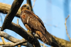 Milvus migrans