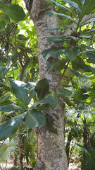 Barringtonia asiatica