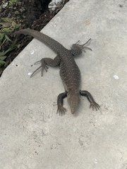 Pholidoscelis griswoldi
