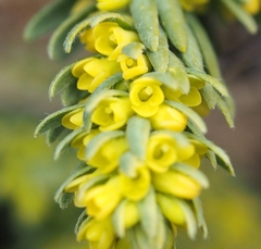 Thymelaea ruizii