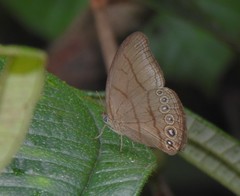 Erichthodes antonina