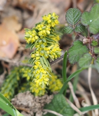 Thymelaea ruizii