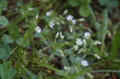 Cerastium nutans