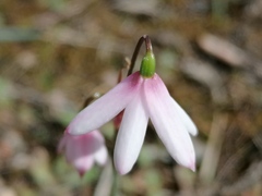 Acis trichophylla