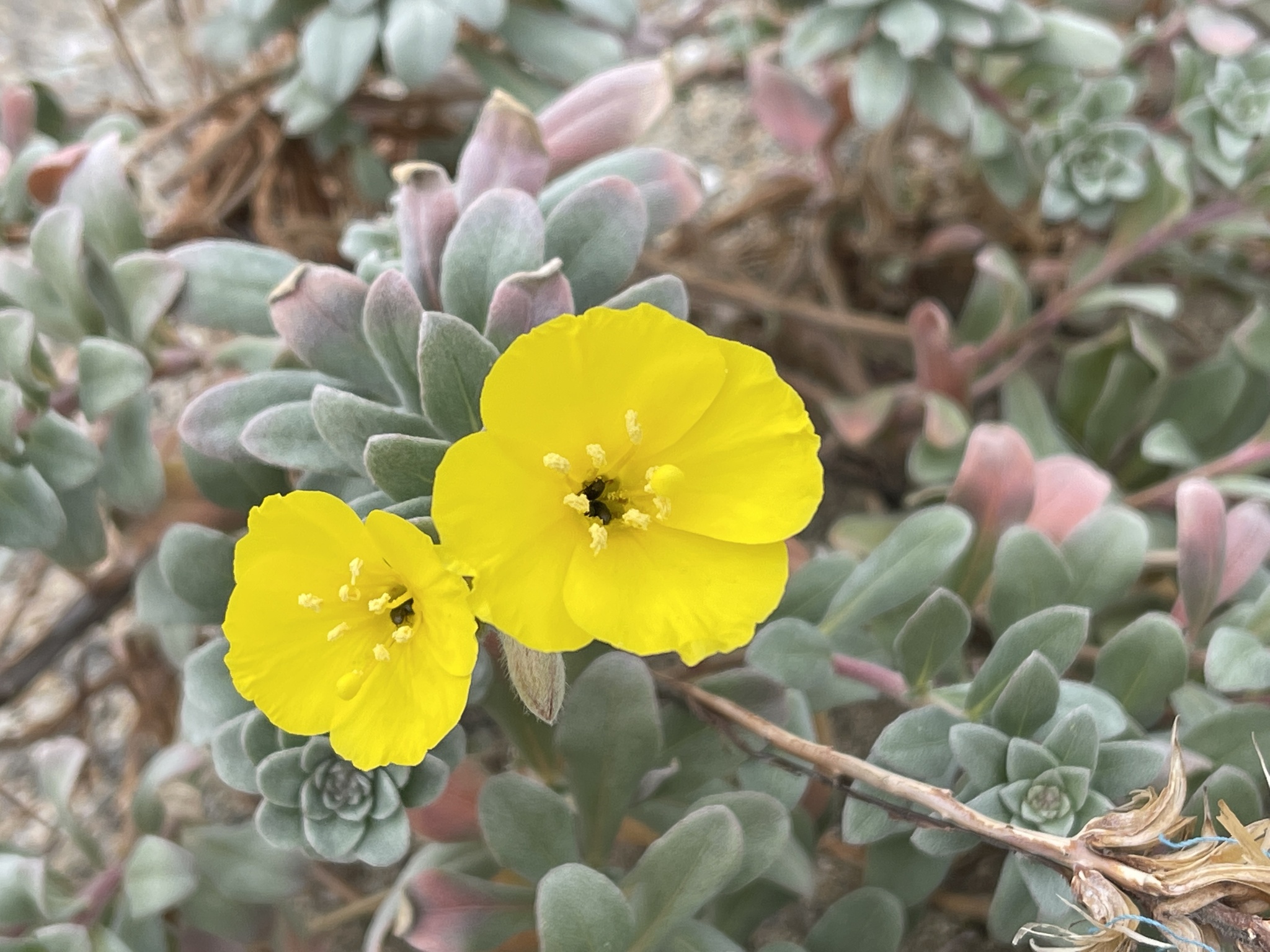 Camissoniopsis cheiranthifolia ssp. suffruticosa