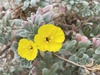 Shrubby Beach Primrose - Photo (c) Dee Shea Himes, some rights reserved (CC BY), uploaded by Dee Shea Himes