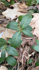 Vinca minor