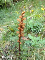 Orobanche gracilis