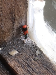 Anthocomus equestris