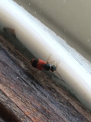 Anthocomus equestris