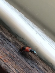 Anthocomus equestris