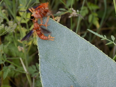 Vitacea polistiformis