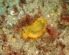 Doriopsilla areolata