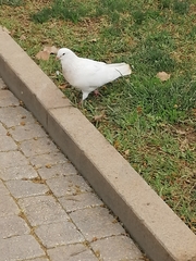 Columba livia domestica