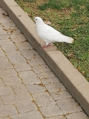 Columba livia domestica