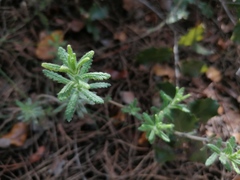 Teucrium haenseleri