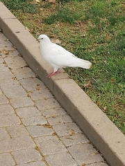 Columba livia domestica