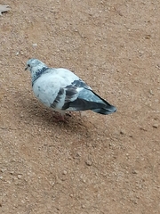 Columba livia domestica