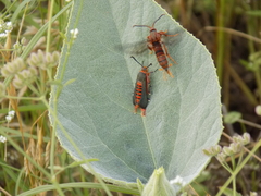 Vitacea polistiformis