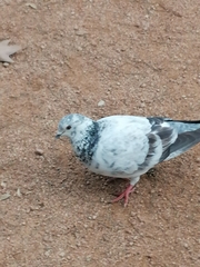Columba livia domestica