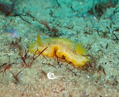 Doriopsilla areolata