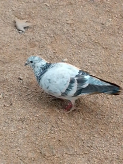 Columba livia domestica