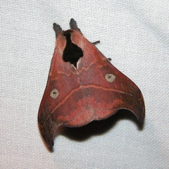 Hylesia nanus