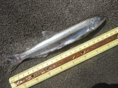 Thaleichthys pacificus