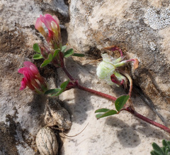 Trifolium eriosphaerum