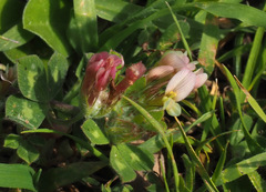 Trifolium eriosphaerum