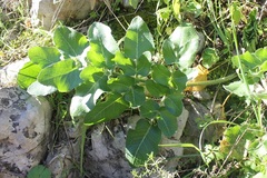 Opopanax chironium