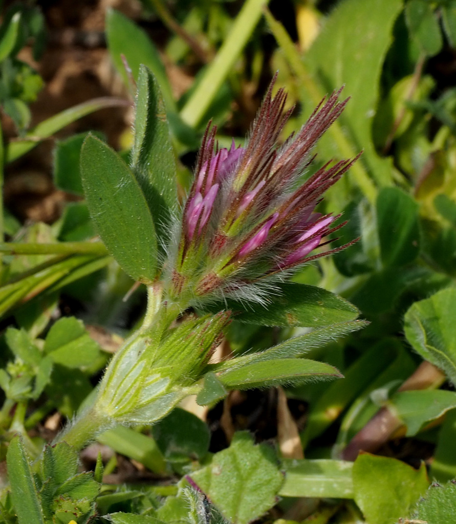 Eastern Star Clover