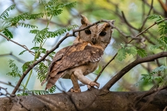 Otus bakkamoena