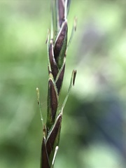 Carex triangula